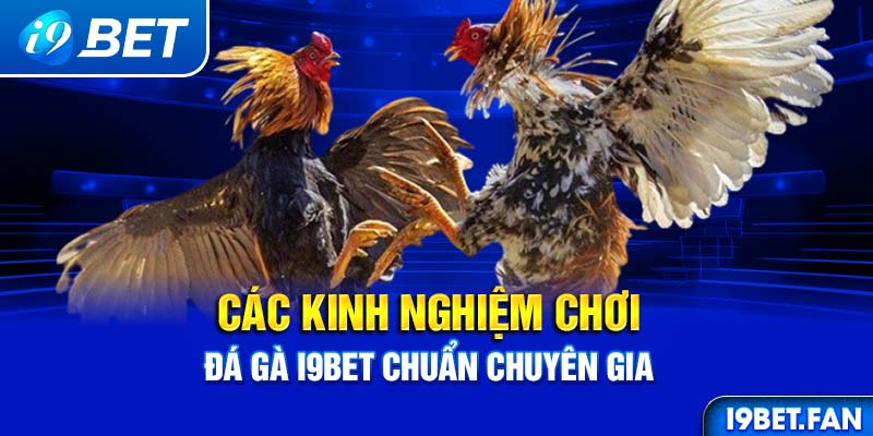 Các kinh nghiệm chơi đá gà I9BET chuẩn chuyên gia