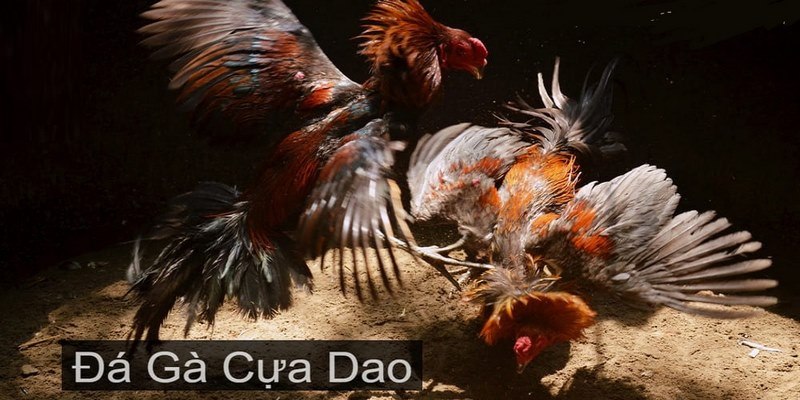 Đá gà cựa dao là hình thức cá cược đổi thưởng phổ biến trên thị trường