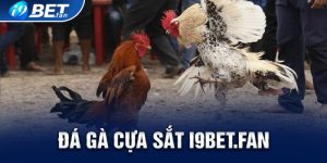 Đá Gà Cựa Sắt i9bet: Đặc Điểm Và Những Mẹo Chơi Hiệu Quả